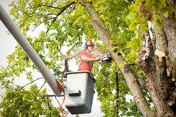 How Our Tree Care Process Works  in West Tawakoni, TX